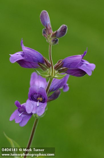 Sticky-stem Penstemon blossoms