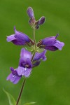 Sticky-stem Penstemon blossoms