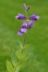 Sticky-stem Penstemon blossoms & foliage