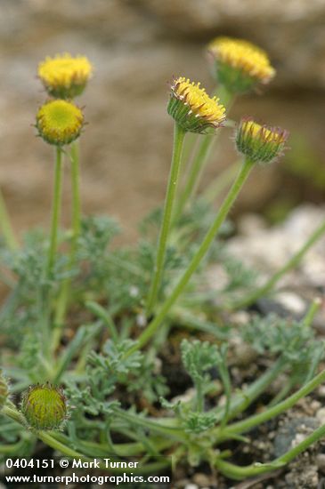 Rayless Daisy (from Steens Mtn)