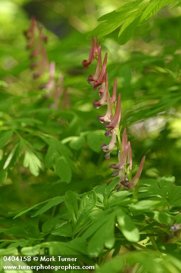 Scouler's Corydalis blossoms & foliage