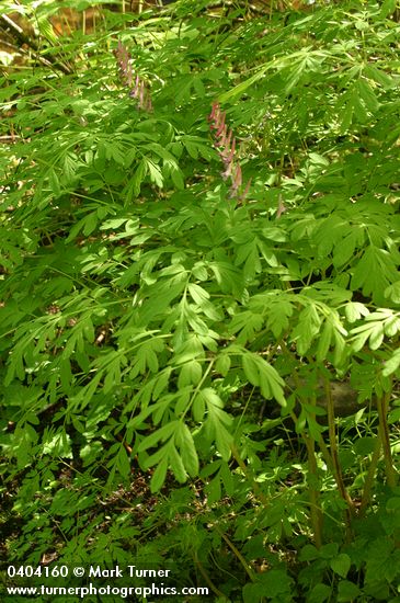 Scouler's Corydalis blossoms & foliage