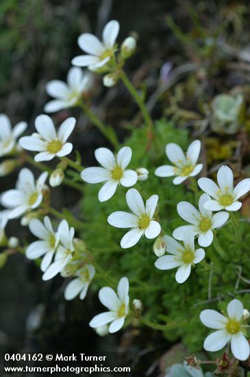 Tufted Saxifrage