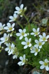 Tufted Saxifrage