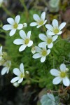 Tufted Saxifrage