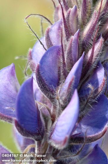 Columbia Gorge Broadleaf Lupine blossoms extreme detail