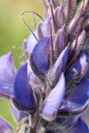 Columbia Gorge Broadleaf Lupine blossoms extreme detail