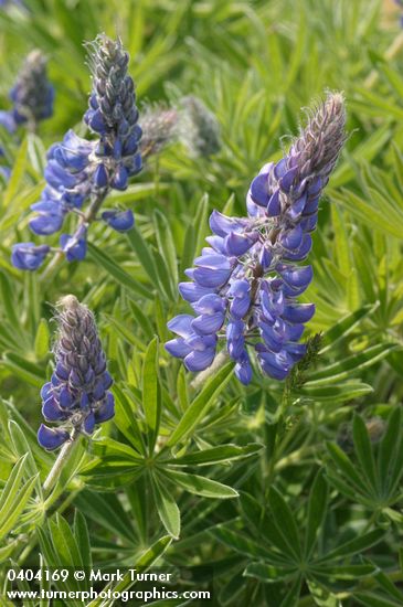 Columbia Gorge Broadleaf Lupine blossoms & foliage