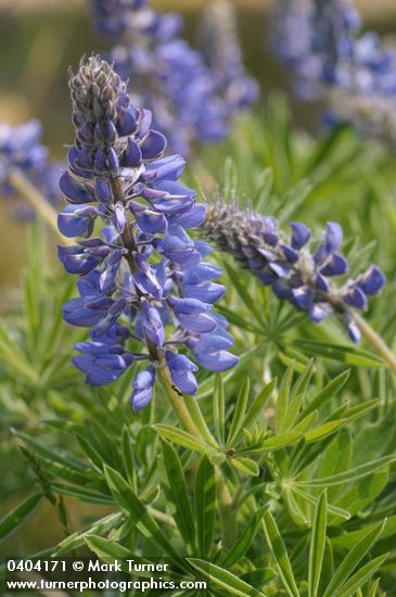 Columbia Gorge Broadleaf Lupine blossoms & foliage