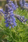 Columbia Gorge Broadleaf Lupine blossoms & foliage