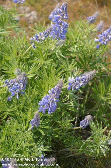 Columbia Gorge Broadleaf Lupine