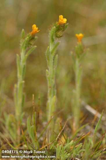 Small-flowered Fiddleneck