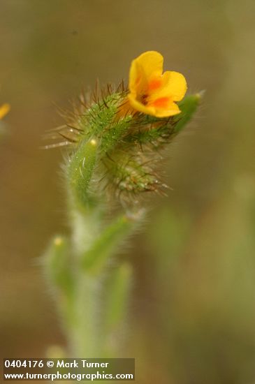 Small-flowered Fiddleneck blossom detail