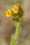 Small-flowered Fiddleneck blossoms detail