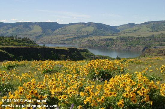 View to Columbia Gorge w/ Arrow-leaf Balsamroot