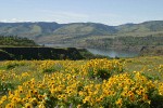 View to Columbia Gorge w/ Arrow-leaf Balsamroot