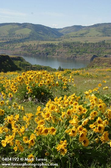View to Columbia Gorge w/ Arrow-leaf Balsamroot