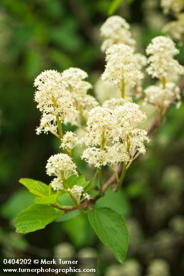 Redstem Ceanothus blossoms & foliage