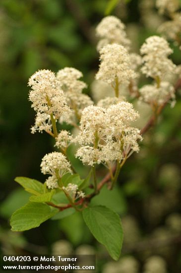 Redstem Ceanothus blossoms & foliage