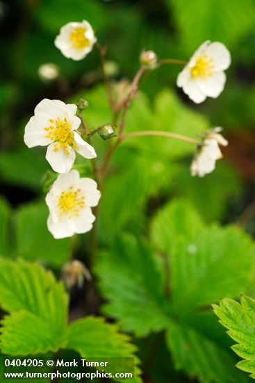 Woodland Strawberry