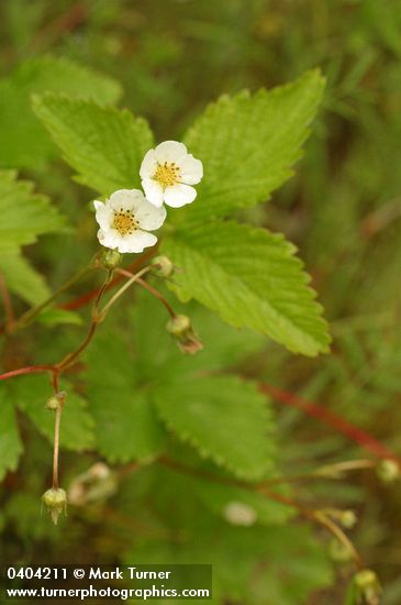 Woodland Strawberry