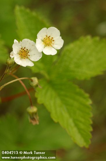 Woodland Strawberry blossoms & foliage