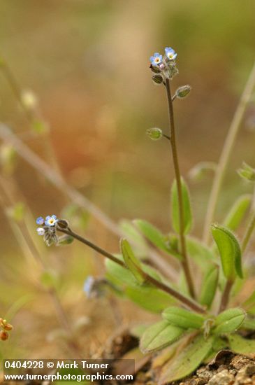 Small-flowered Forget-me-not