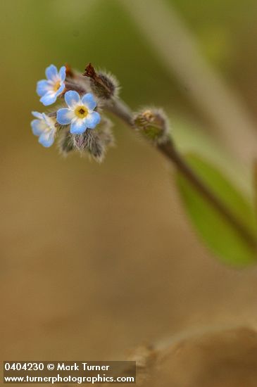 Small-flowered Forget-me-not blossoms