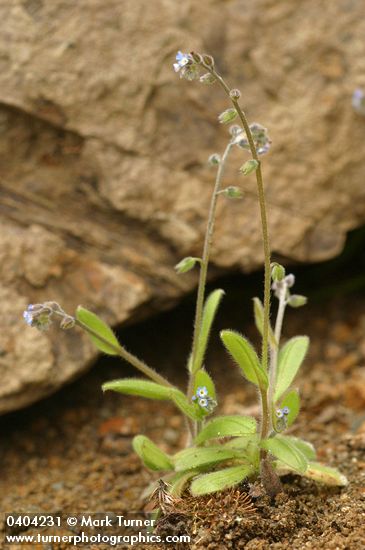 Small-flowered Forget-me-not