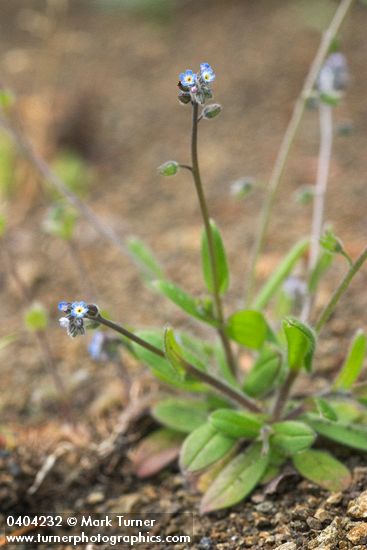 Small-flowered Forget-me-not