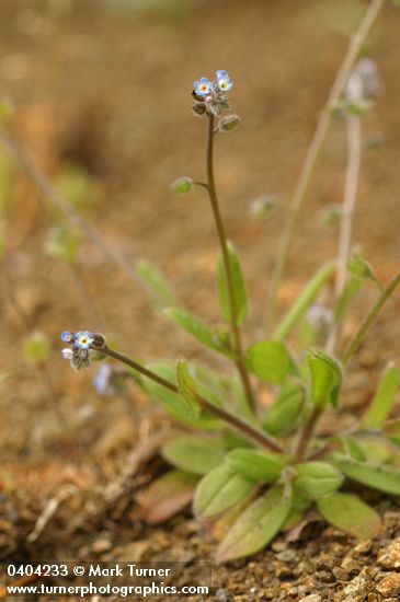 Small-flowered Forget-me-not