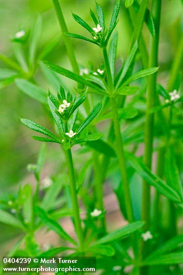 Bedstraw