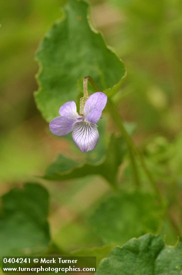 Howell's Violet