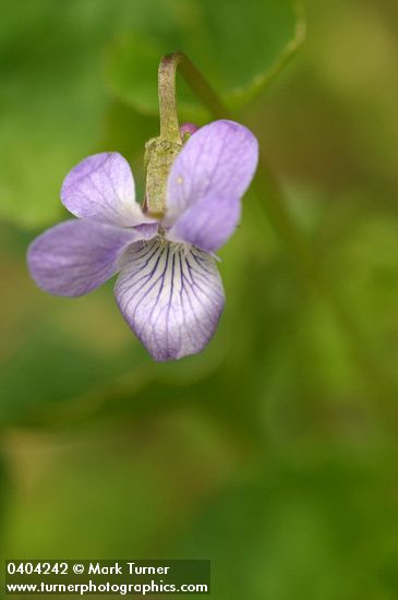 Howell's Violet