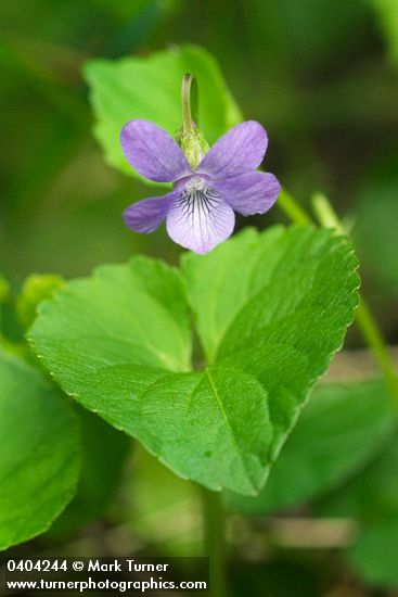 Howell's Violet