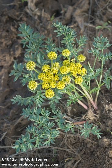 Cous Lomatium