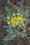 Cous Lomatium
