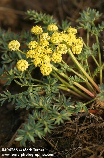 Cous Lomatium