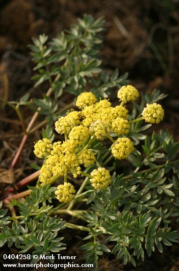 Cous Lomatium