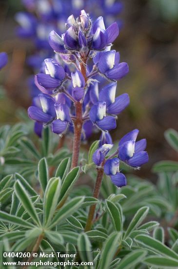 Stony-ground Lupine blossoms & foliage