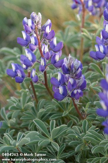 Stony-ground Lupine blossoms & foliage