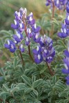 Stony-ground Lupine blossoms & foliage