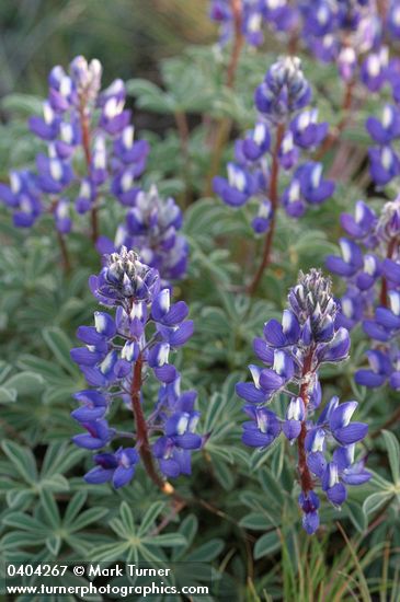 Stony-ground Lupine