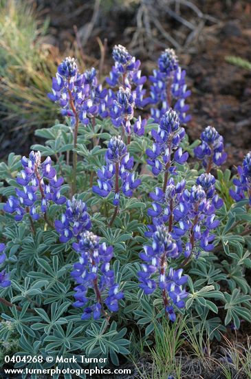 Stony-ground Lupine