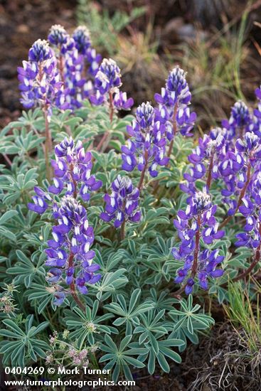 Stony-ground Lupine