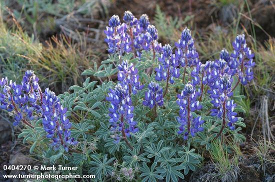 Stony-ground Lupine