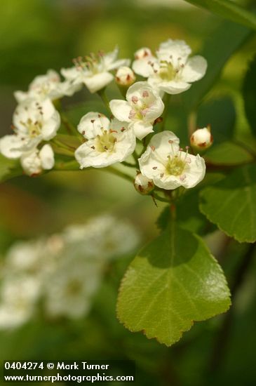 Black Hawthorn blossoms & foliage detail