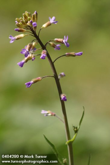 Spreading-pod Rockcress blossoms & cauline leaves detail