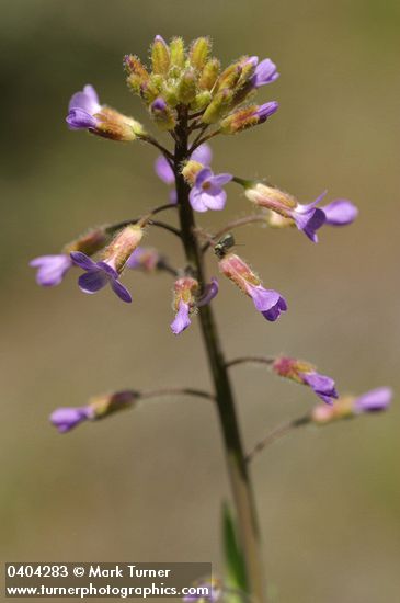 Spreading-pod Rockcress blossoms detail