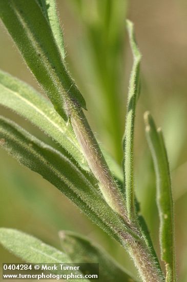 Spreading-pod Rockcress cauline leaves & stem detail